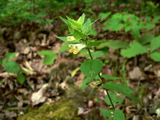 {Melampyrum lineare var. latifolium}